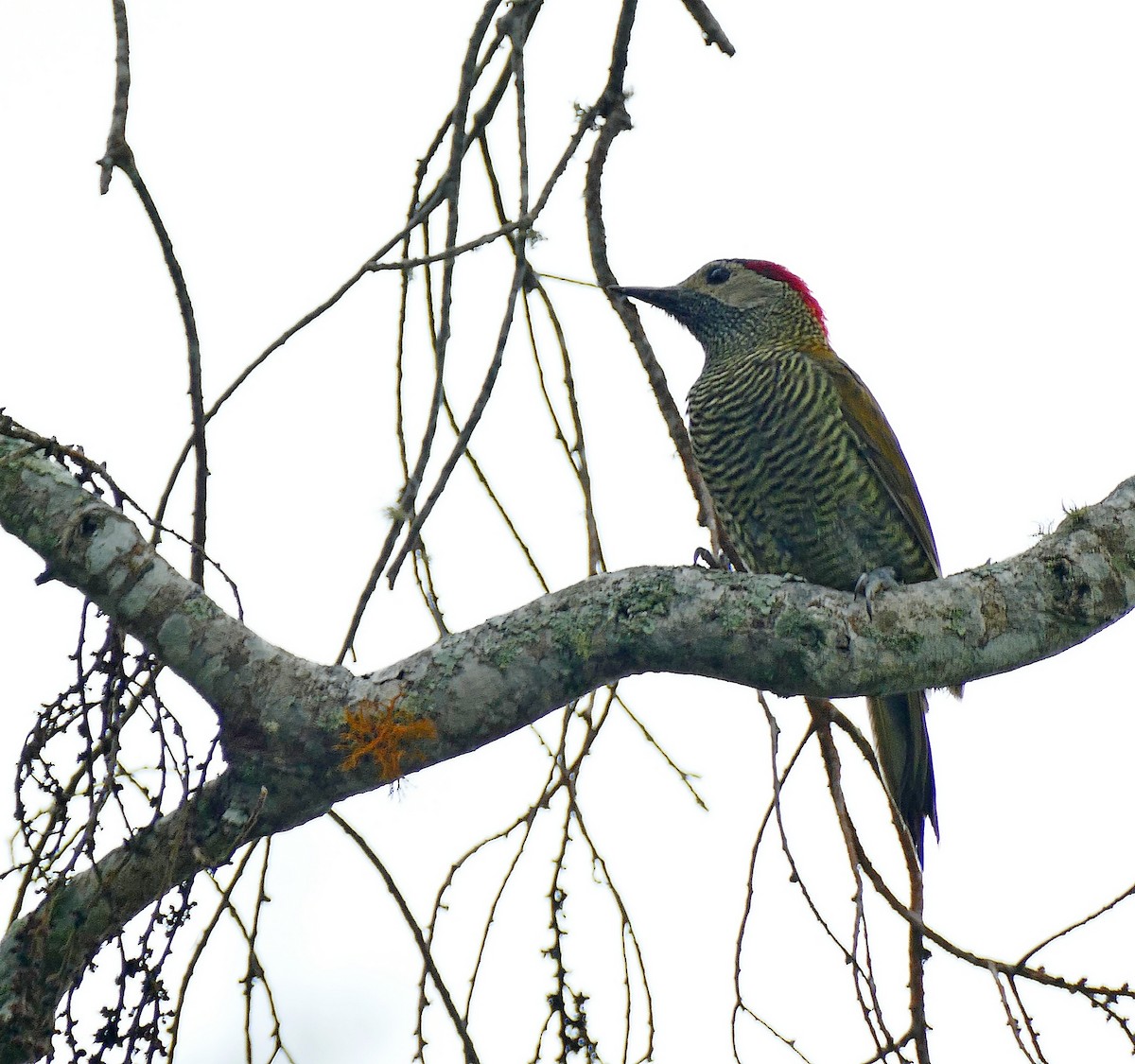 Golden-olive Woodpecker (Golden-olive) - Jens Thalund