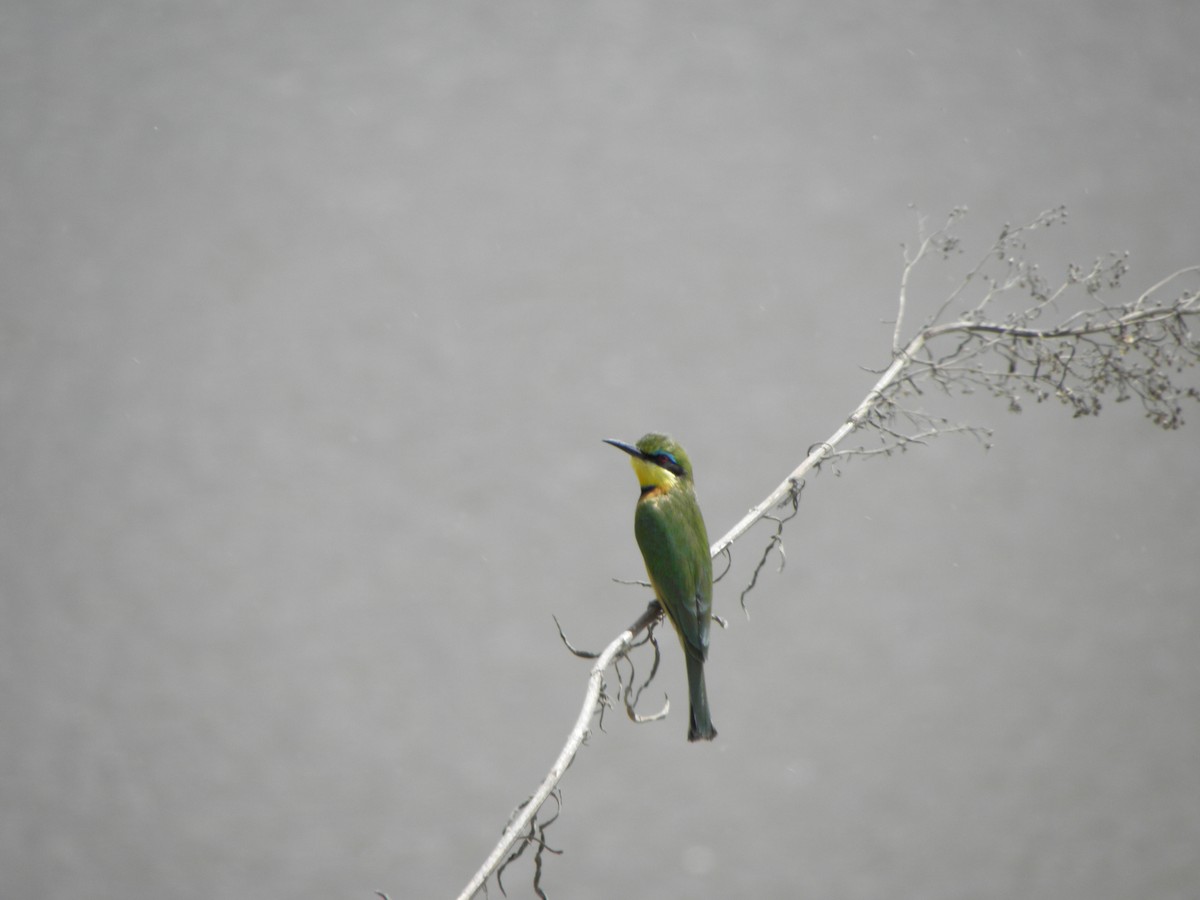 Little Bee-eater - ML205525091