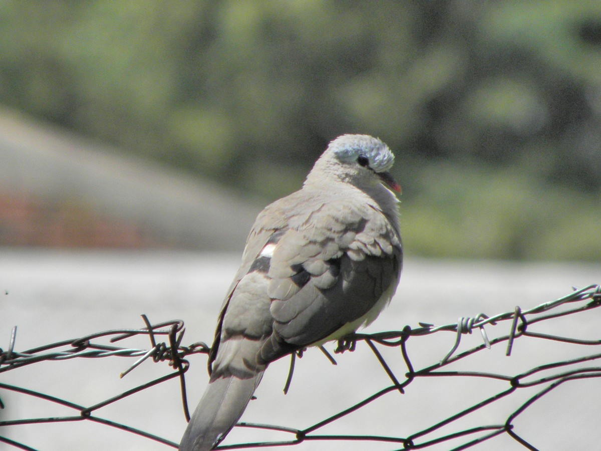 Blue-spotted Wood-Dove - juan gonzalez valdivieso