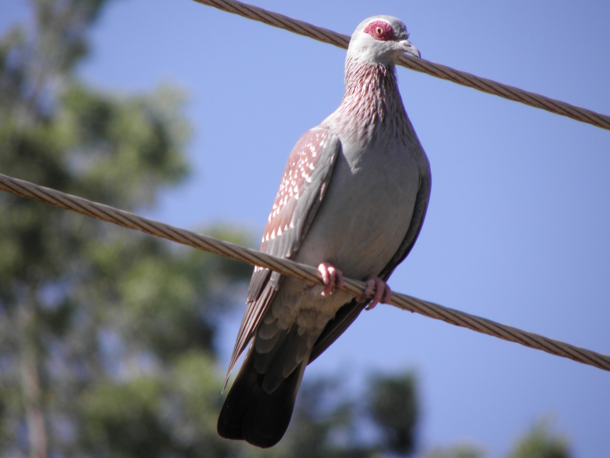 Speckled Pigeon - juan gonzalez valdivieso