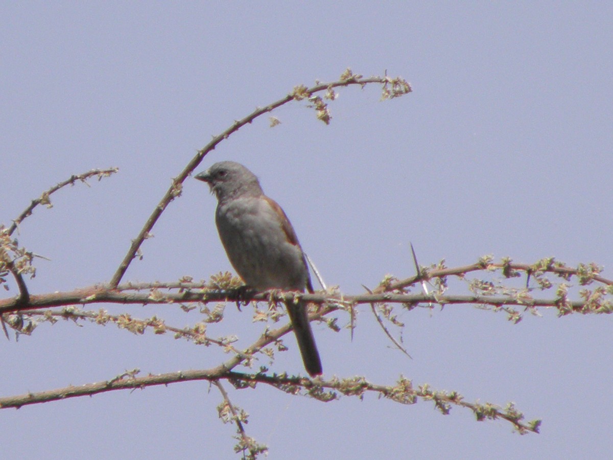 Swainson's Sparrow - juan gonzalez valdivieso