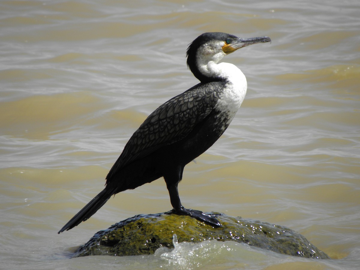 Great Cormorant (White-breasted) - juan gonzalez valdivieso