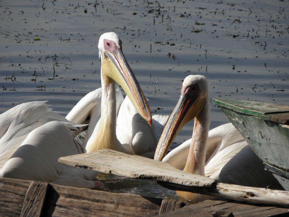 Great White Pelican - juan gonzalez valdivieso