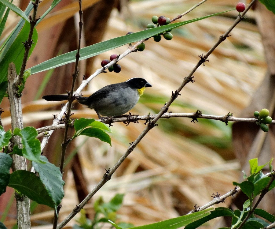 White-naped Brushfinch (Yellow-throated) - ML205525741