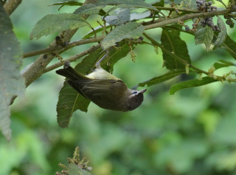 Brown-capped Vireo - Jens Thalund