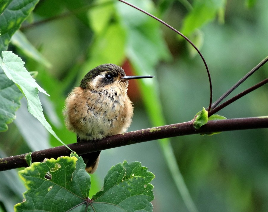 Speckled Hummingbird (melanogenys Group) - ML205525901