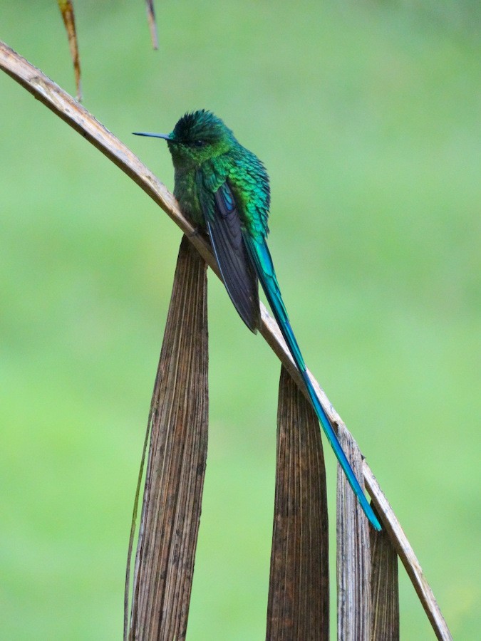 Long-tailed Sylph - ML205525921