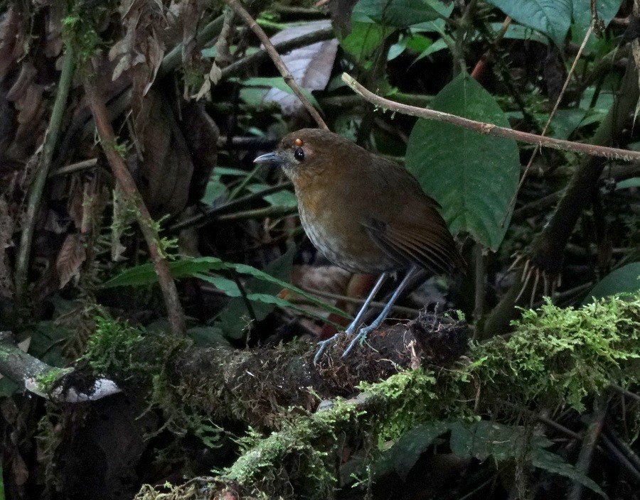 Brown-banded Antpitta - ML205525981