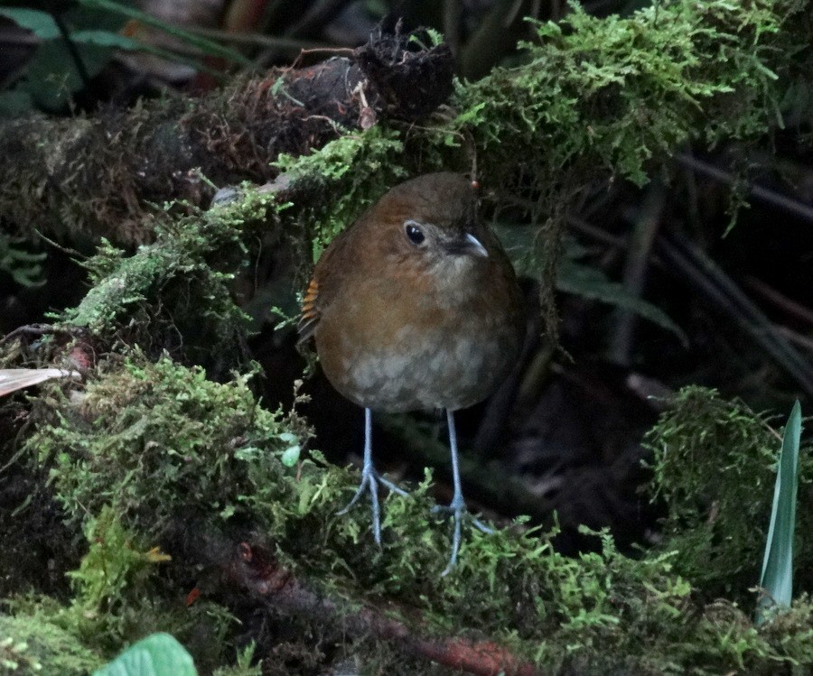Brown-banded Antpitta - ML205525991