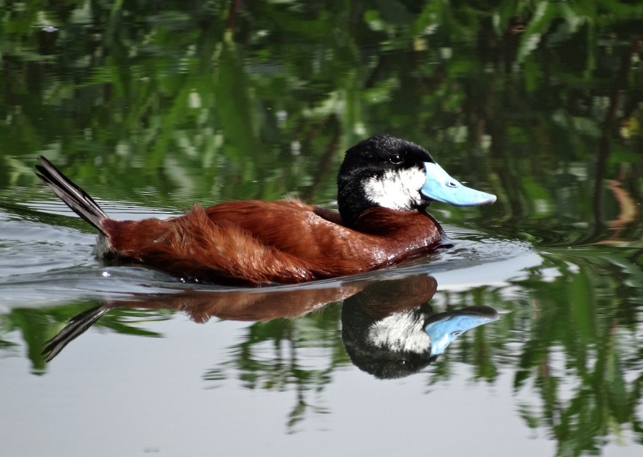 Andean Duck - ML205526241