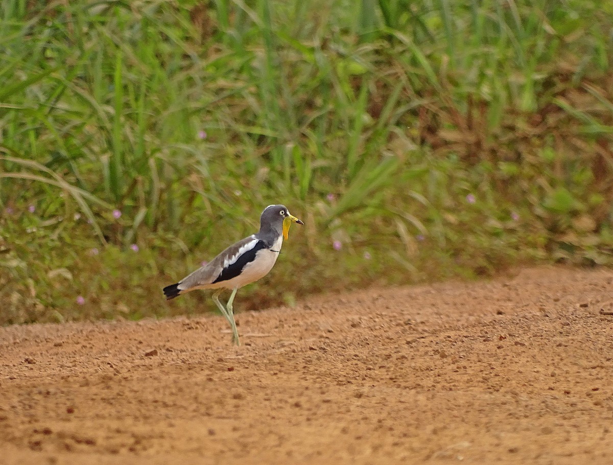 White-crowned Lapwing - Jens Thalund