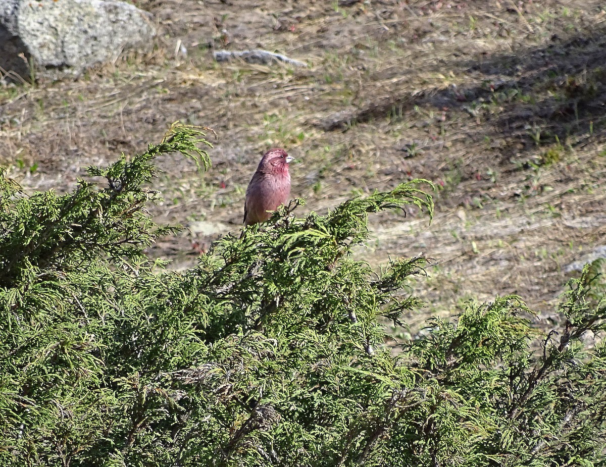 Red-mantled Rosefinch - ML205526811