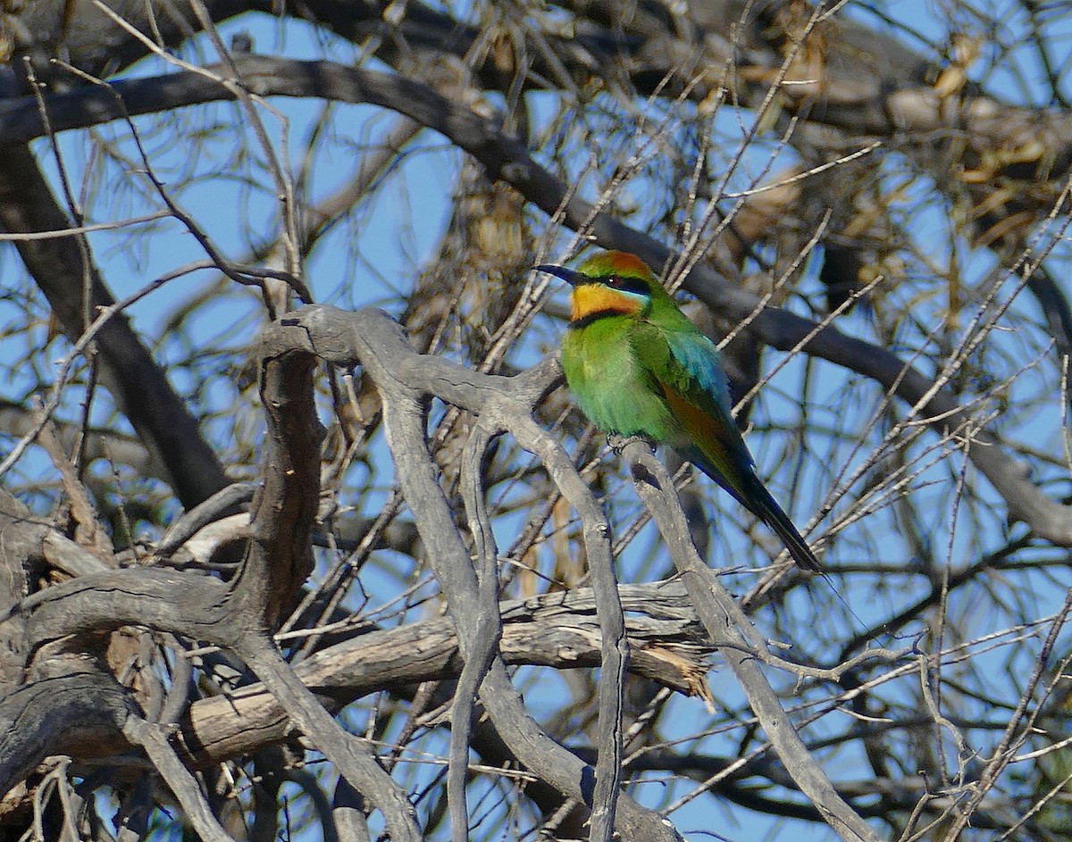 Rainbow Bee-eater - Jens Thalund