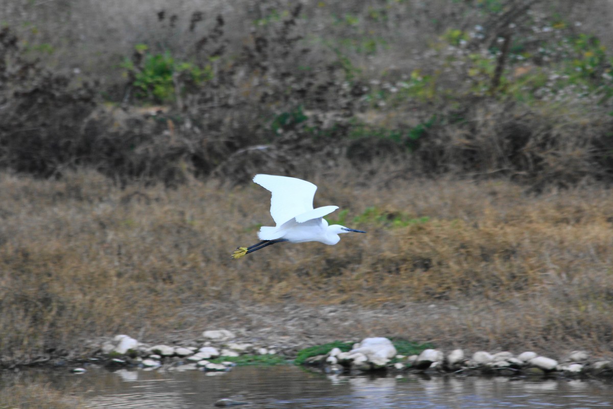 Little Egret (Western) - juan gonzalez valdivieso
