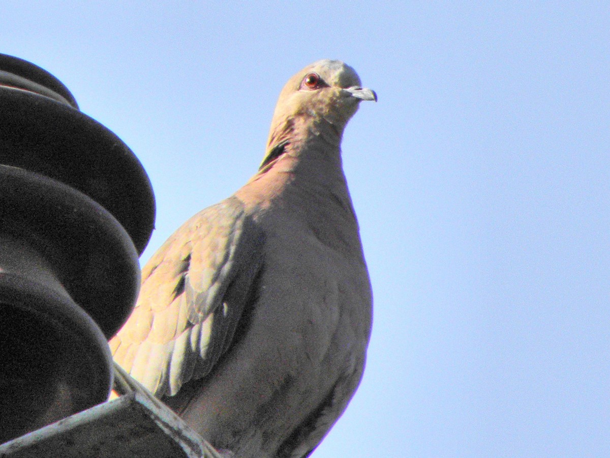 Red-eyed Dove - ML205528071