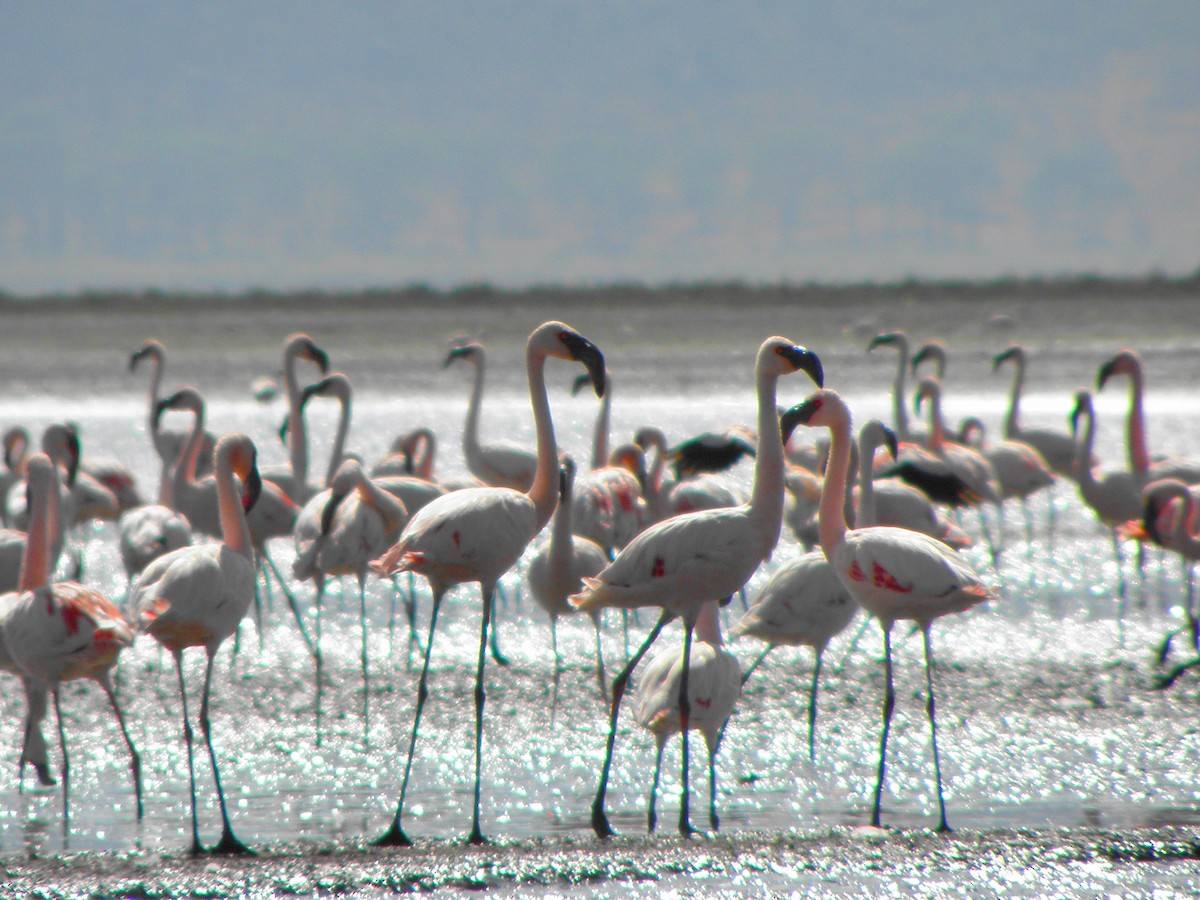 Lesser Flamingo - juan gonzalez valdivieso
