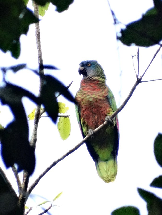 St. Lucia Parrot - Jens Thalund