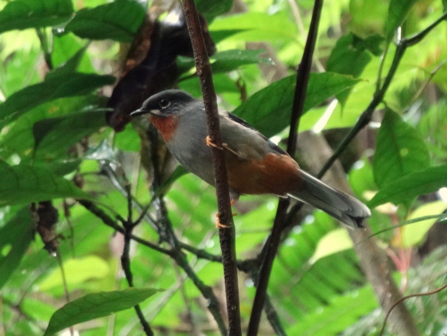 Rufous-throated Solitaire (Rufous-throated) - Jens Thalund