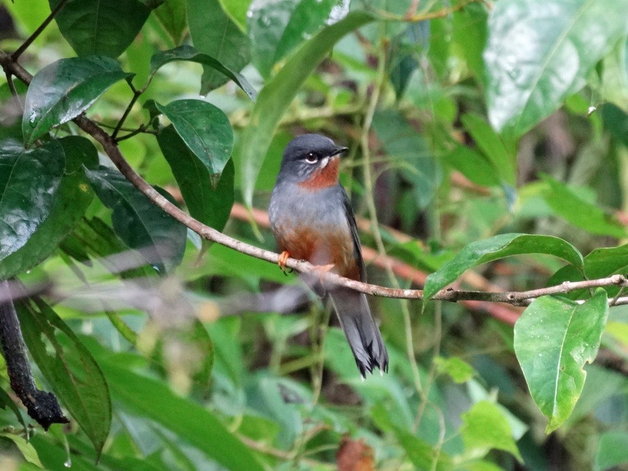 Rufous-throated Solitaire (Rufous-throated) - Jens Thalund
