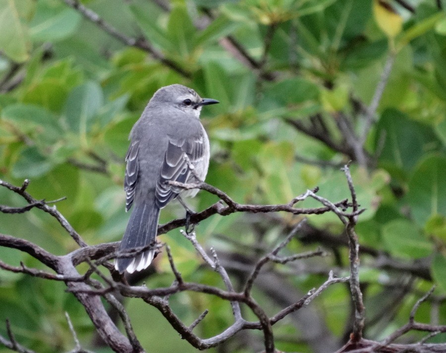 フナシマネシツグミ Gilvus グループ Ebird