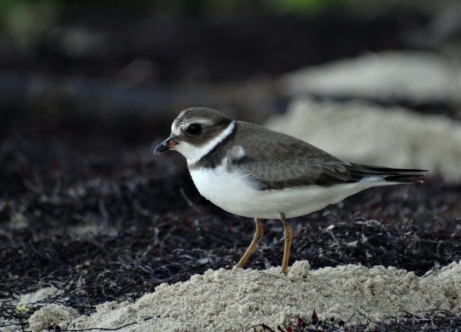 Semipalmated Plover - Jens Thalund