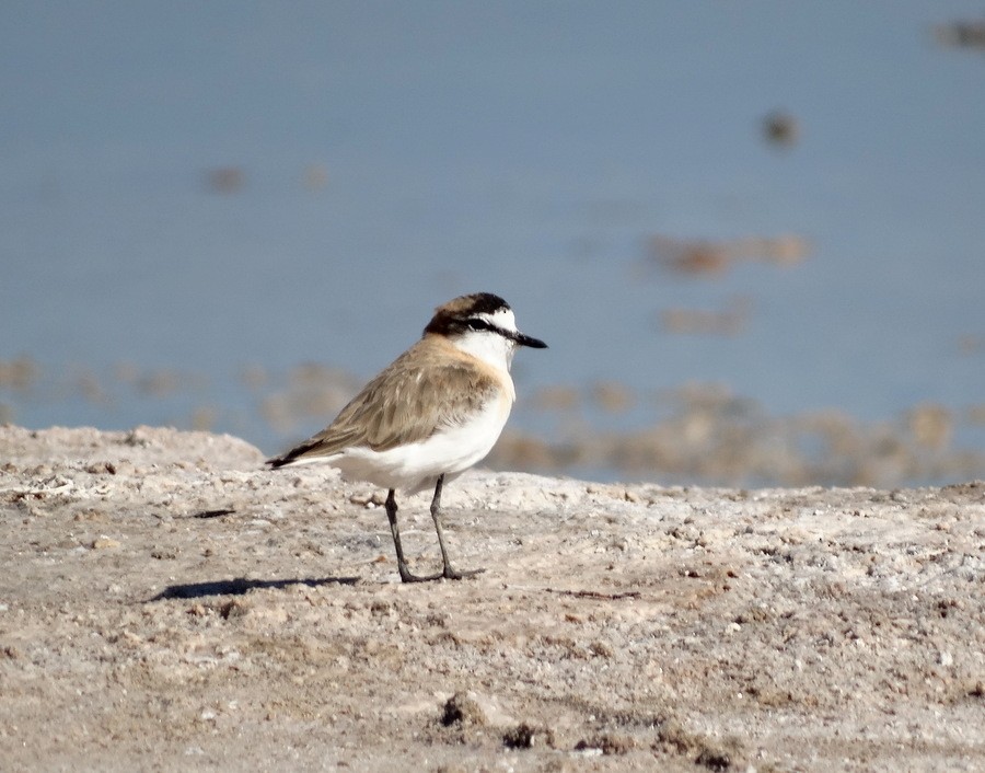 White-fronted Plover - ML205528861