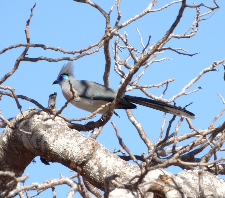 Crested Coua (Chestnut-vented) - ML205529041