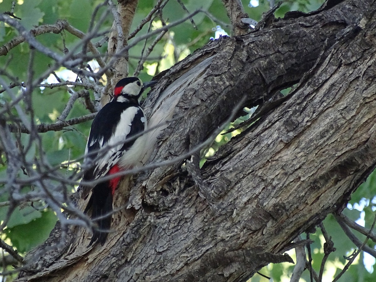 White-winged Woodpecker - ML205529351