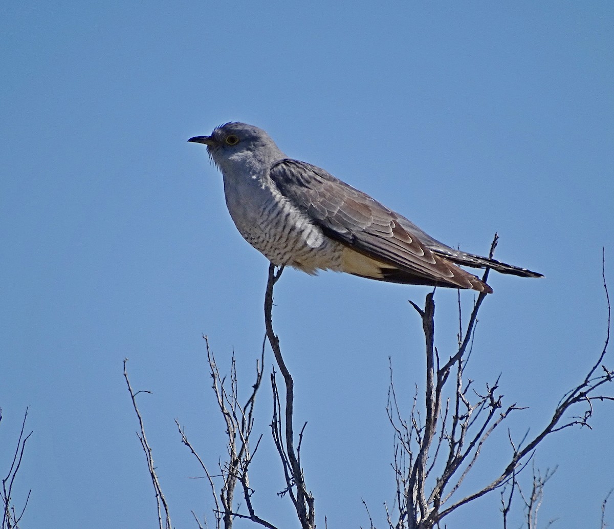 Common Cuckoo - ML205529371