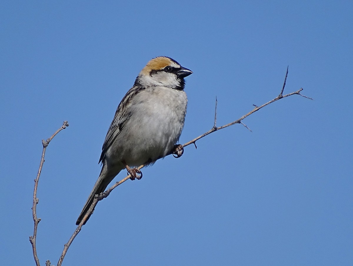 Saxaul Sparrow - Jens Thalund