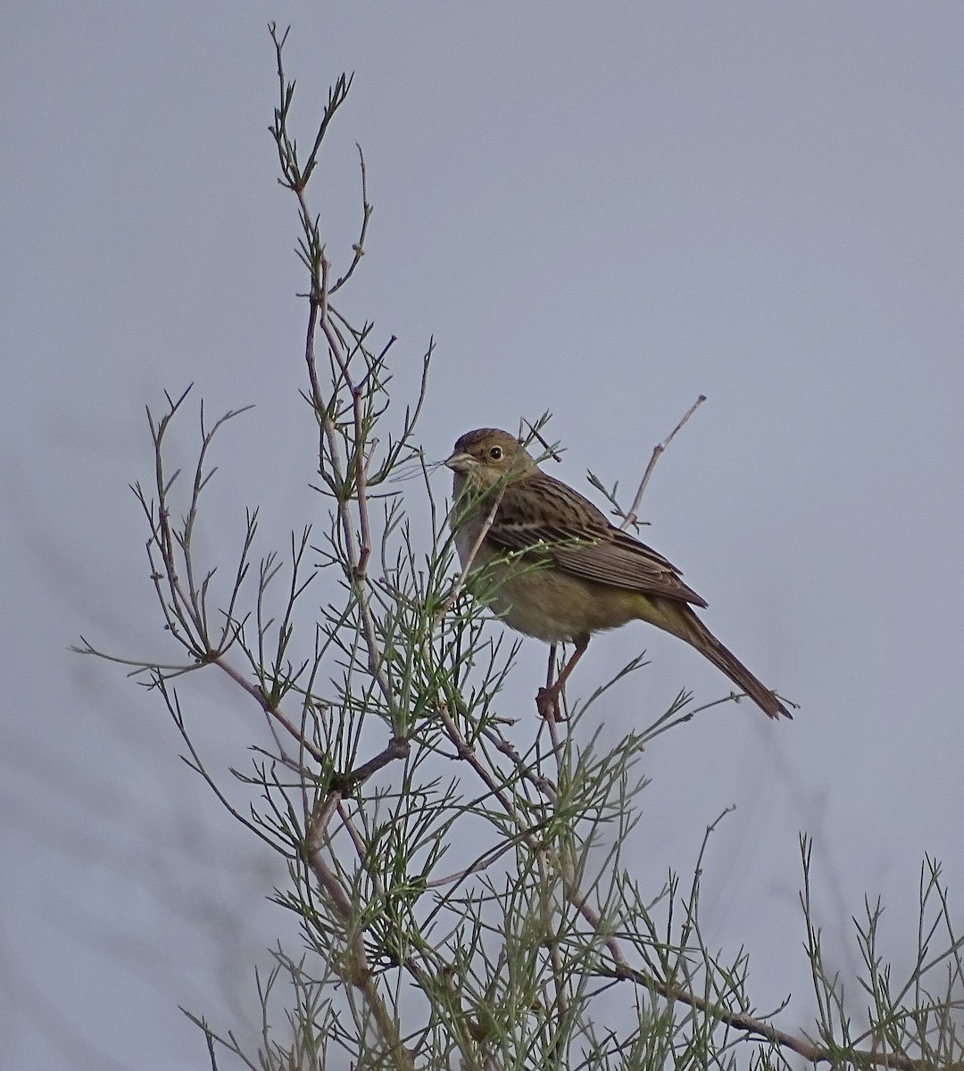 Red-headed Bunting - ML205529501