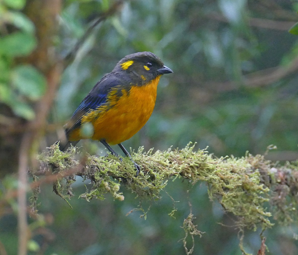 Lacrimose Mountain Tanager (palpebrosus Group) - Jens Thalund
