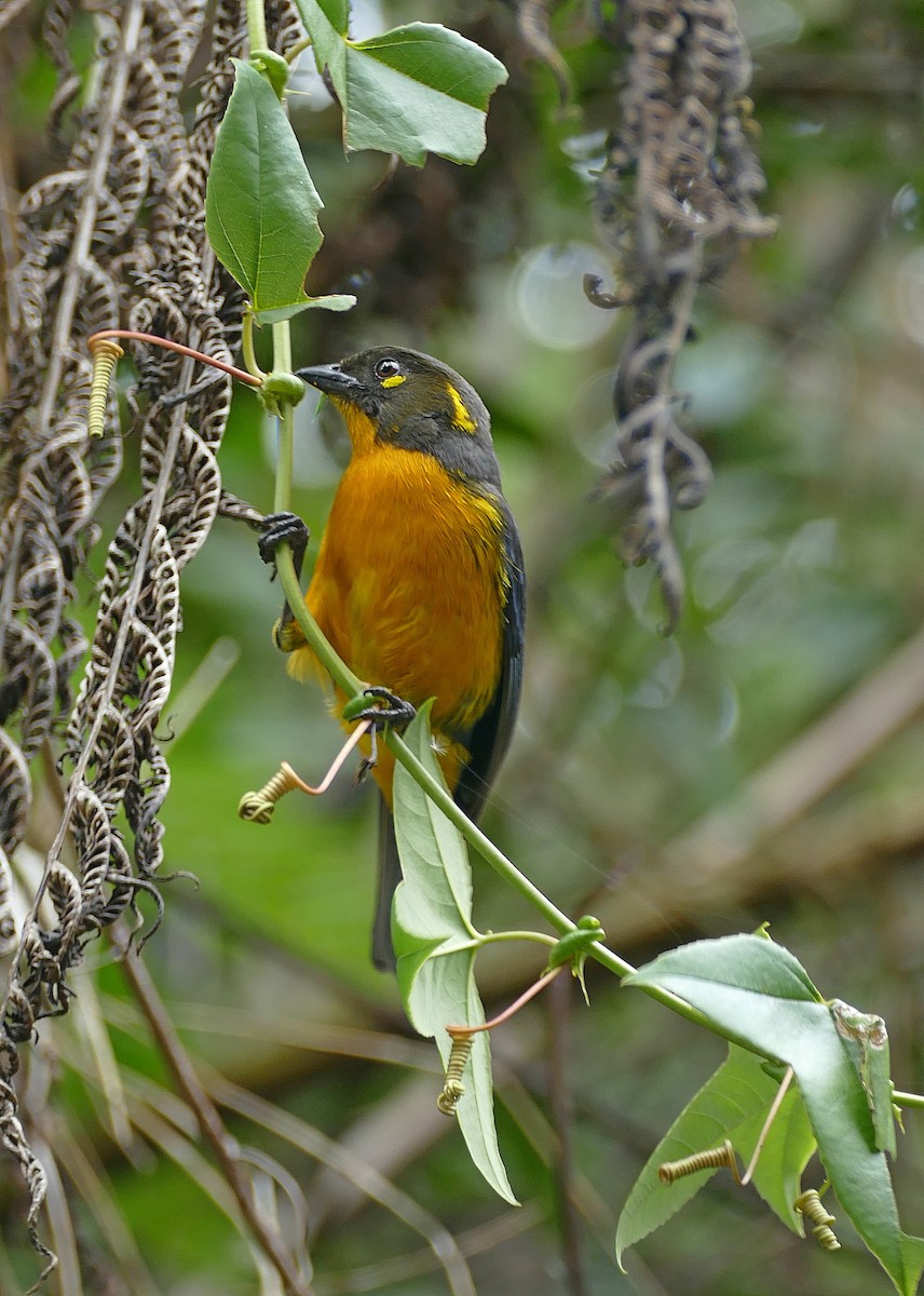 Lacrimose Mountain Tanager (palpebrosus Group) - ML205530001