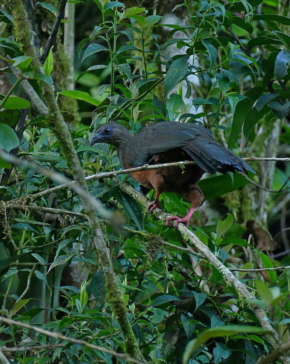 Sickle-winged Guan - Jens Thalund