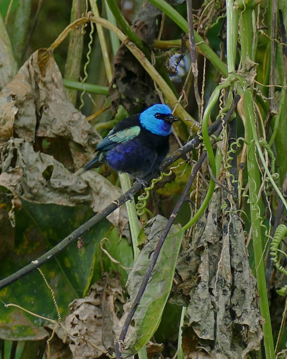 Blue-necked Tanager - Jens Thalund