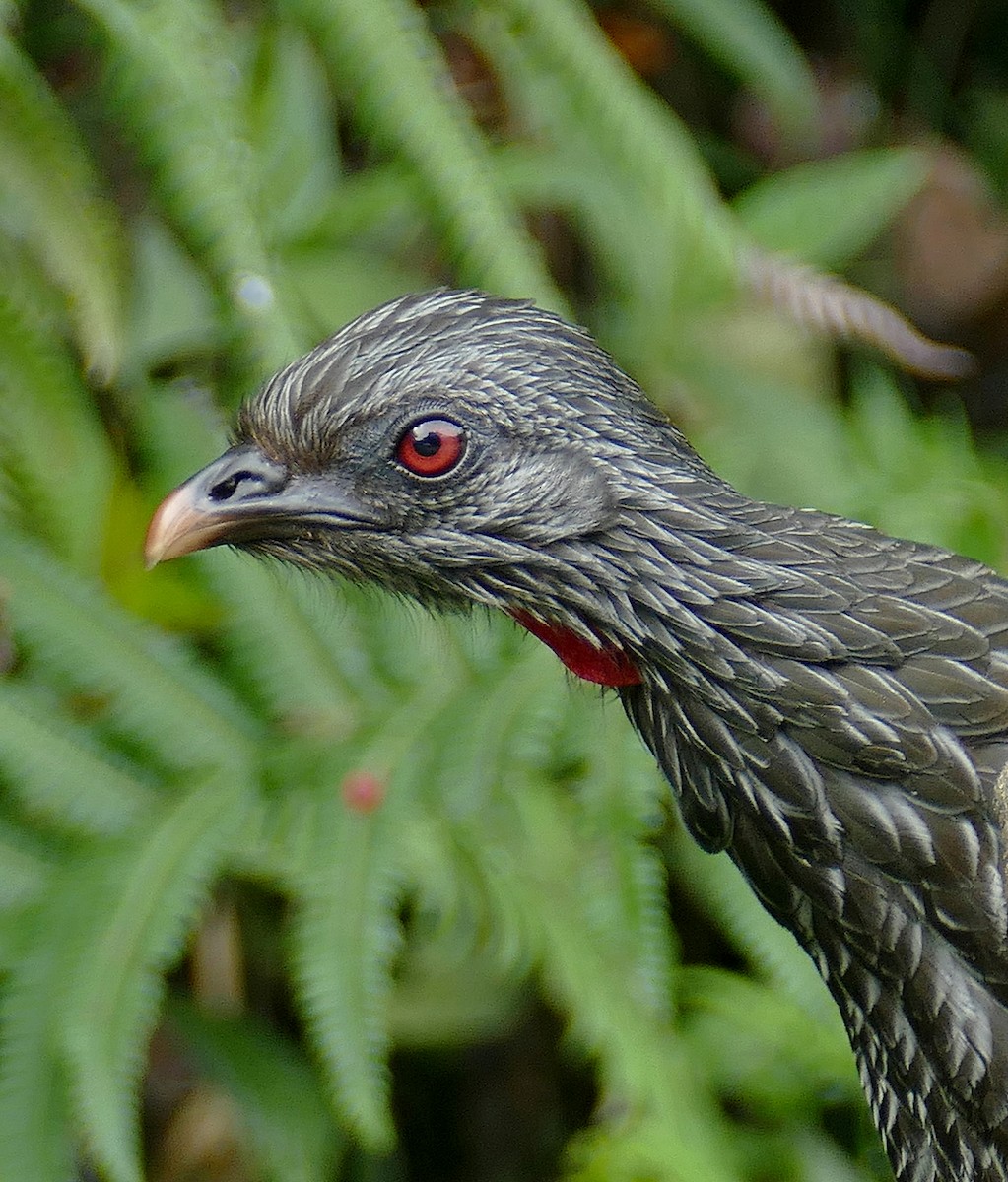 Andean Guan - Jens Thalund