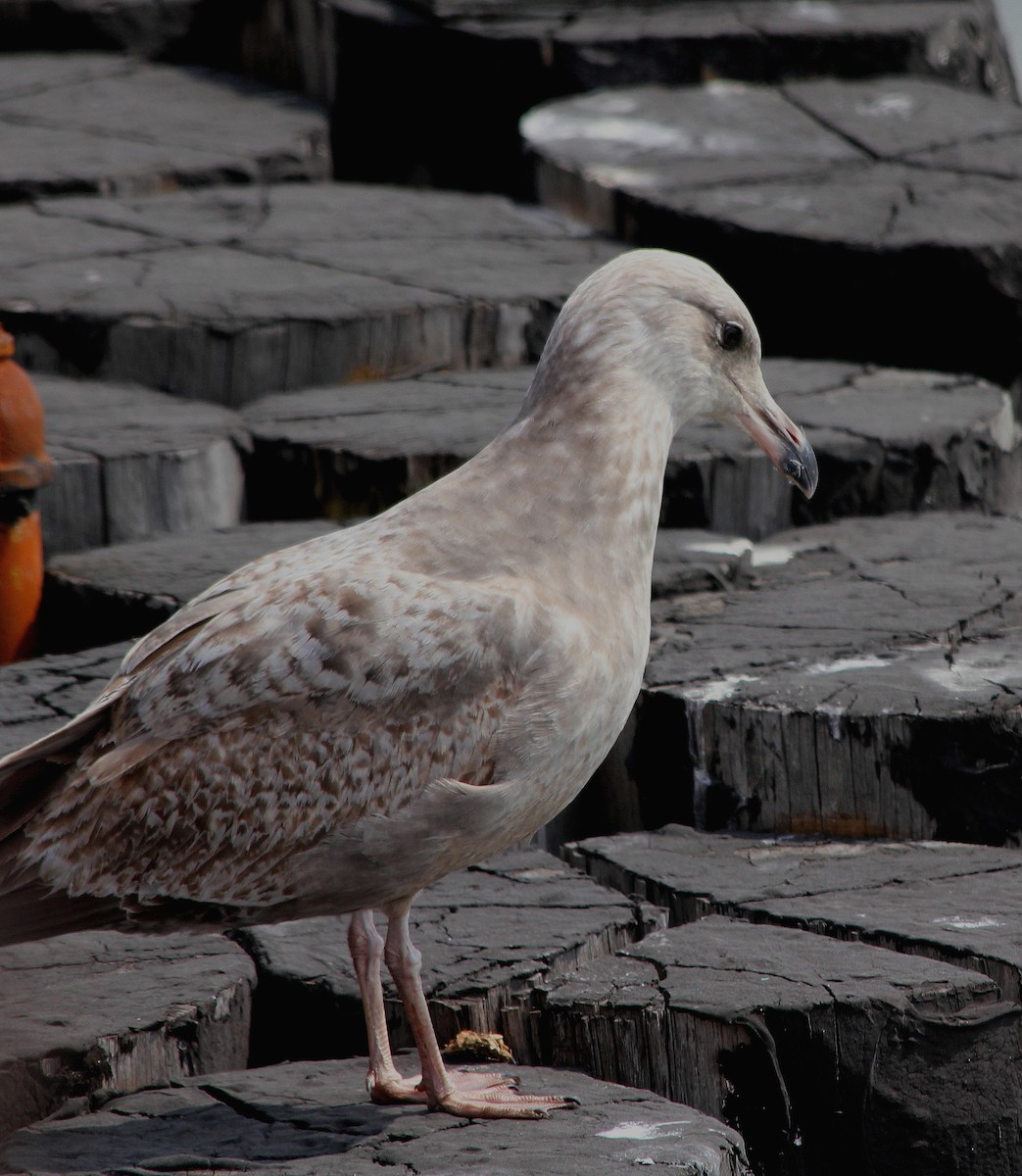 Herring Gull (American) - juan gonzalez valdivieso