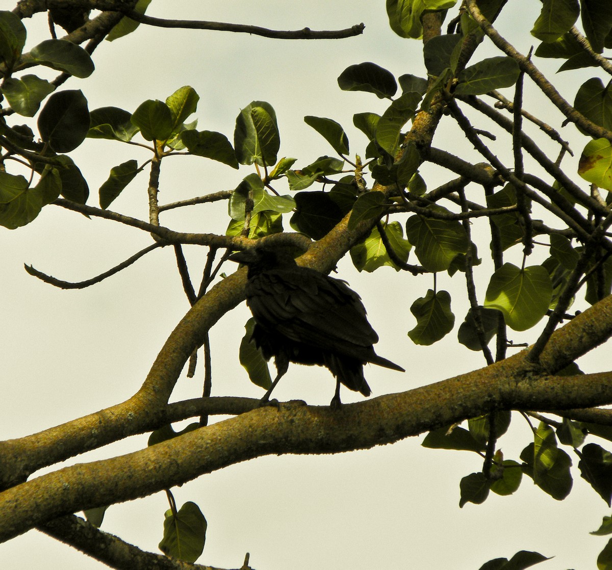 Fan-tailed Raven - juan gonzalez valdivieso