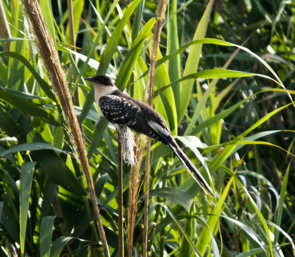 Great Spotted Cuckoo - juan gonzalez valdivieso