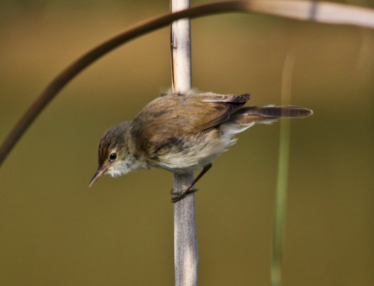 Common Reed Warbler - ML205531021