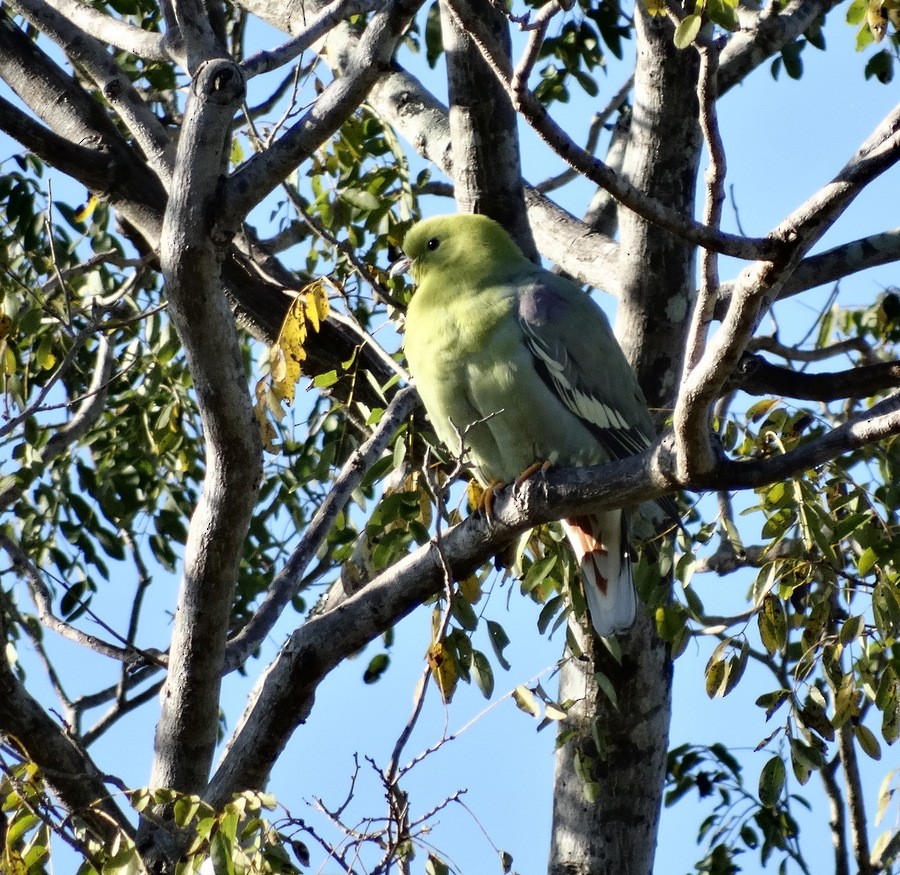 Madagascar Green-Pigeon - ML205531311