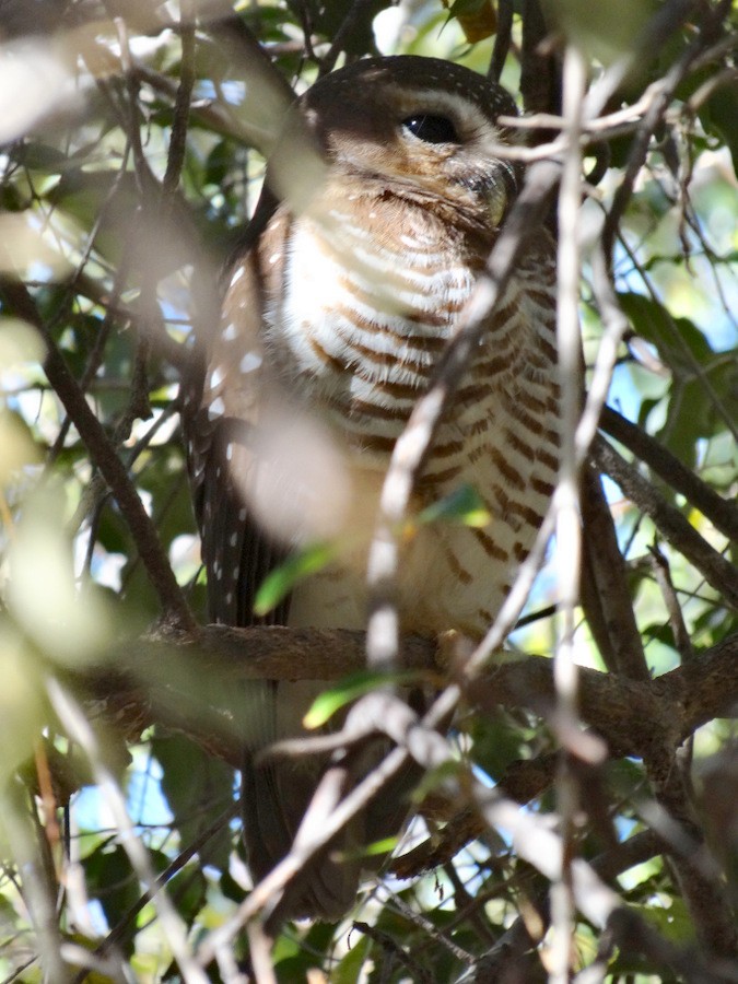 White-browed Owl - ML205531351