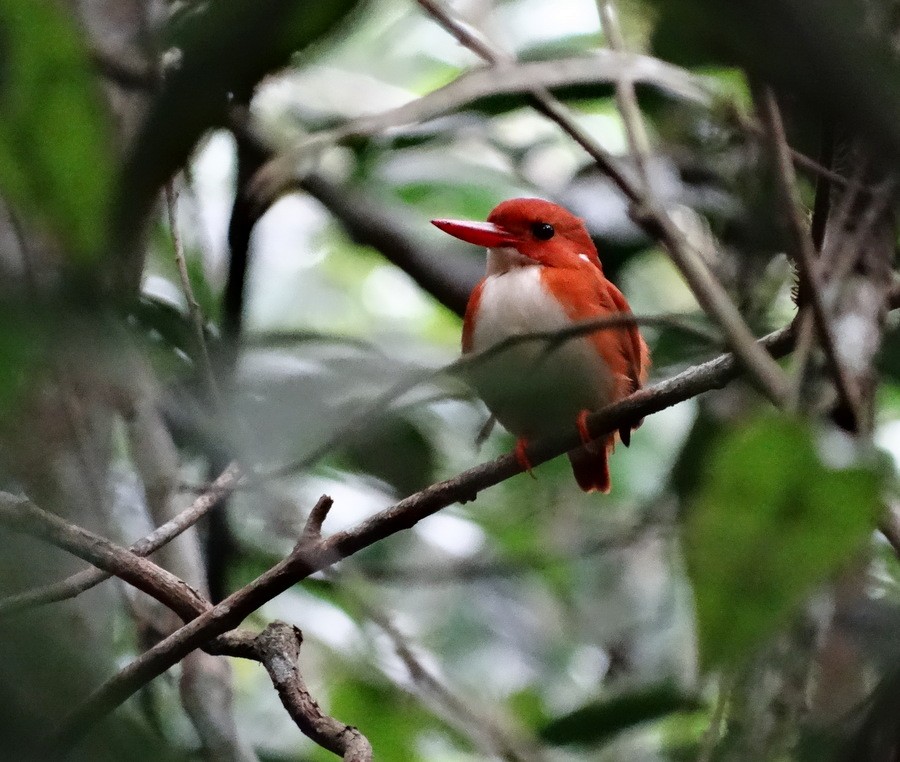 Madagascar Pygmy Kingfisher - ML205531651