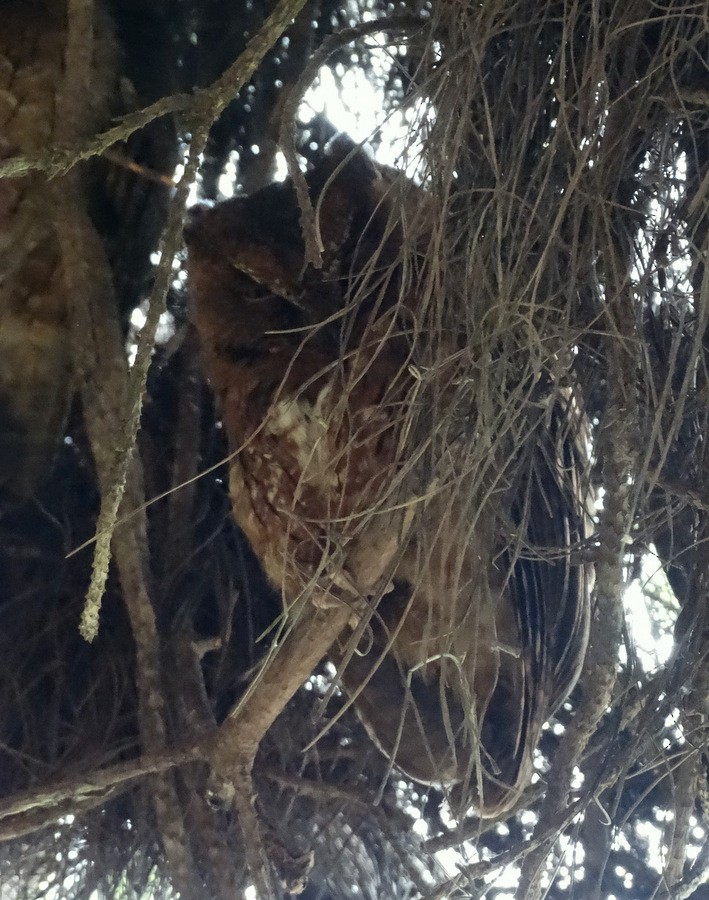 Madagascar Scops-Owl (Rainforest) - ML205531661