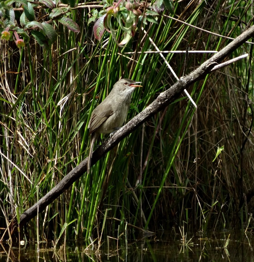 Madagascar Swamp Warbler - Jens Thalund