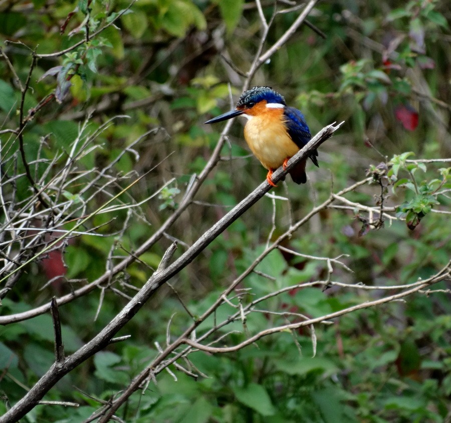 Malagasy Kingfisher - ML205531771