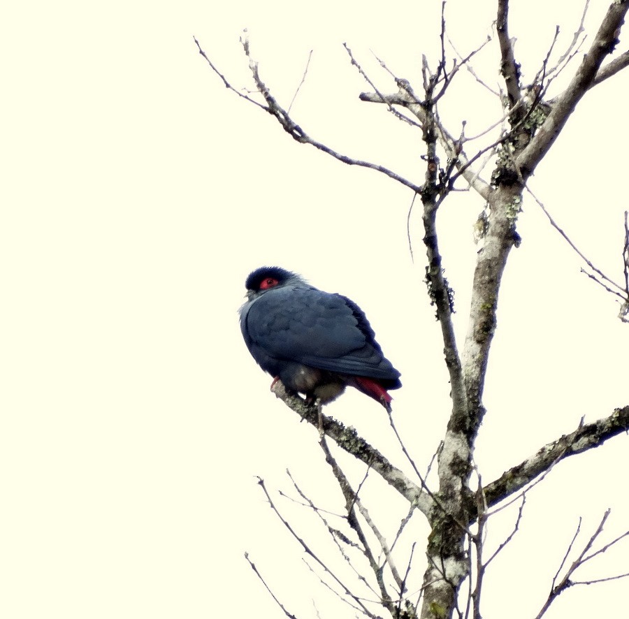 Madagascar Blue-Pigeon - Jens Thalund