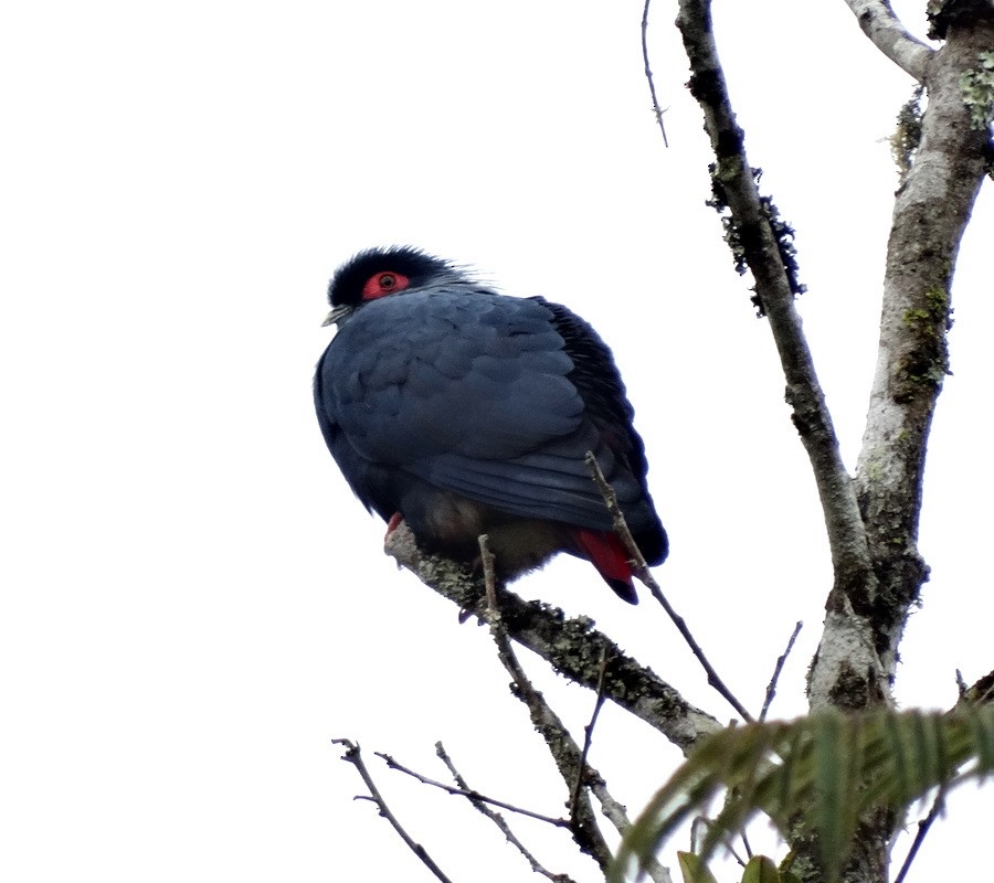 Madagascar Blue-Pigeon - ML205531841