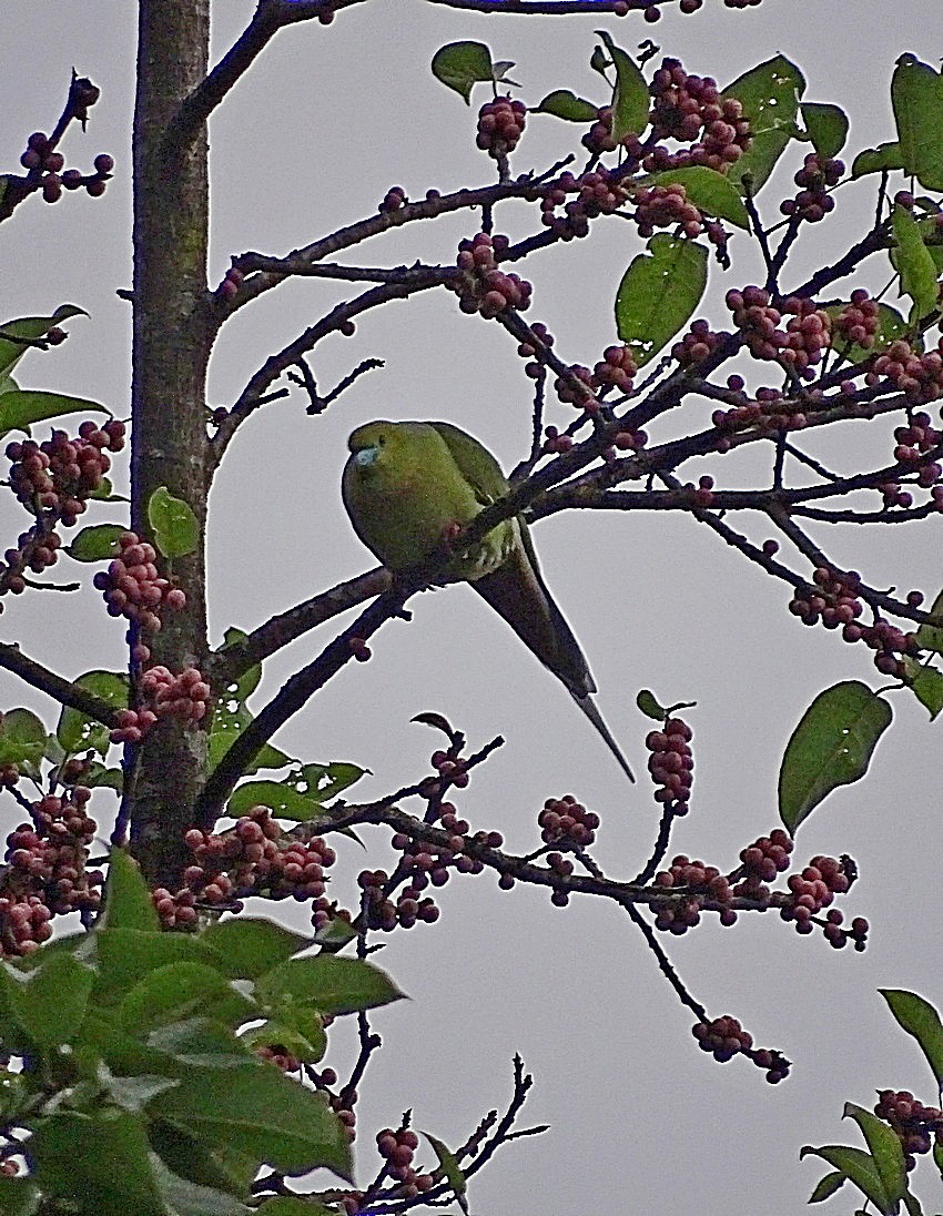 Pin-tailed Green-Pigeon - ML205531931