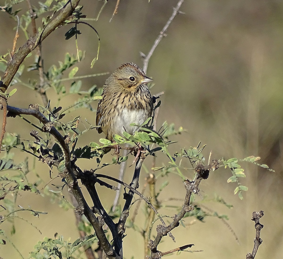 Lincoln's Sparrow - Jens Thalund